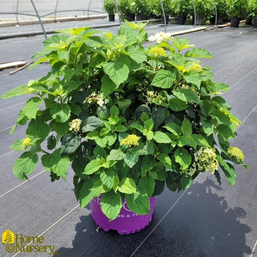 Hydrangea arborescens FlowerFull™
