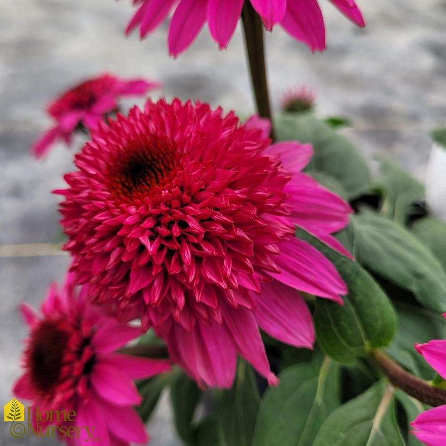 Echinacea x Double Scoop™ Watermelon Deluxe