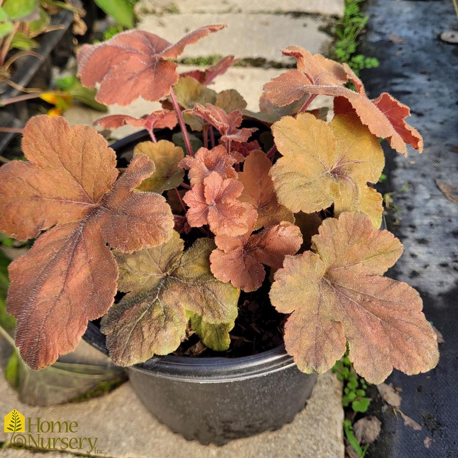 Heucherella 'Pumpkin Spice'