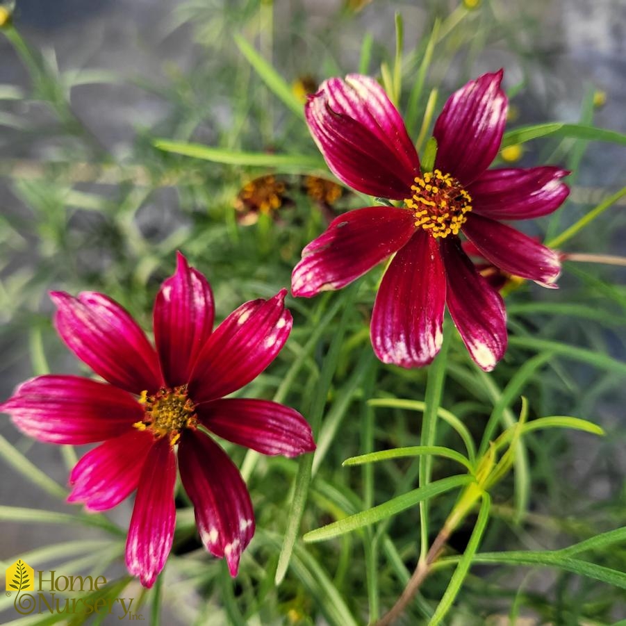 Coreopsis verticillata Designer Threads™'Heartstrings'