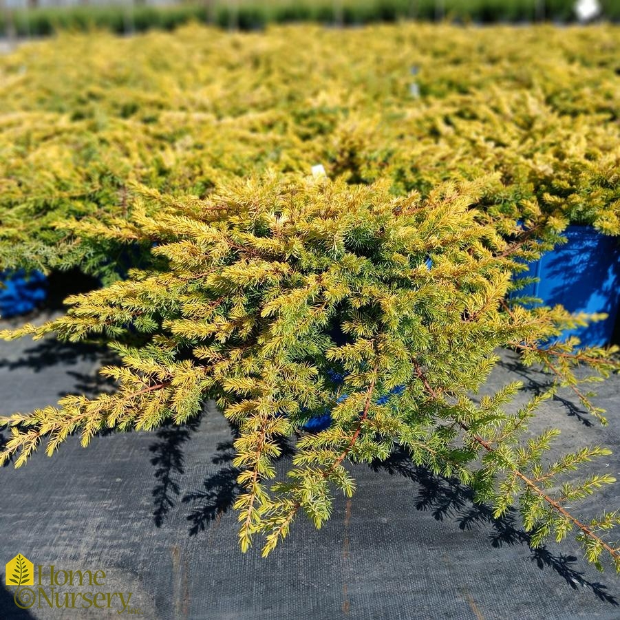 Juniperus Golden Pacific™