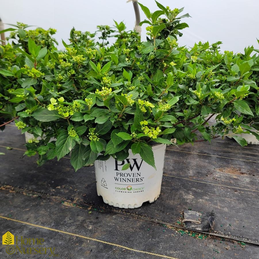 Hydrangea x Fairytrail Bride®Cascade Hydrangea®