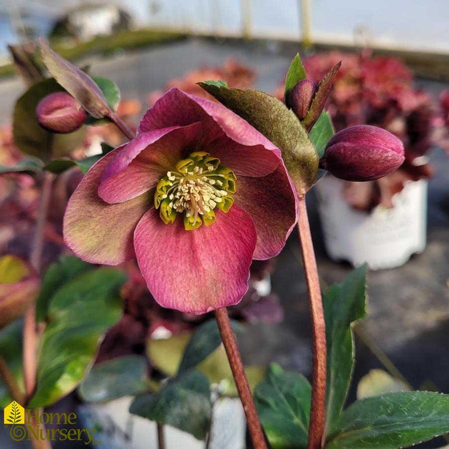 Helleborus x Frostkiss® Anna's Red