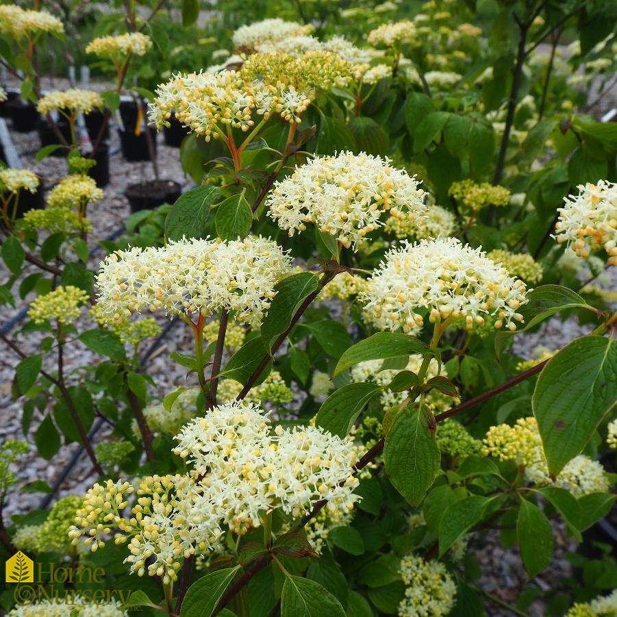 Cornus alternifolia 