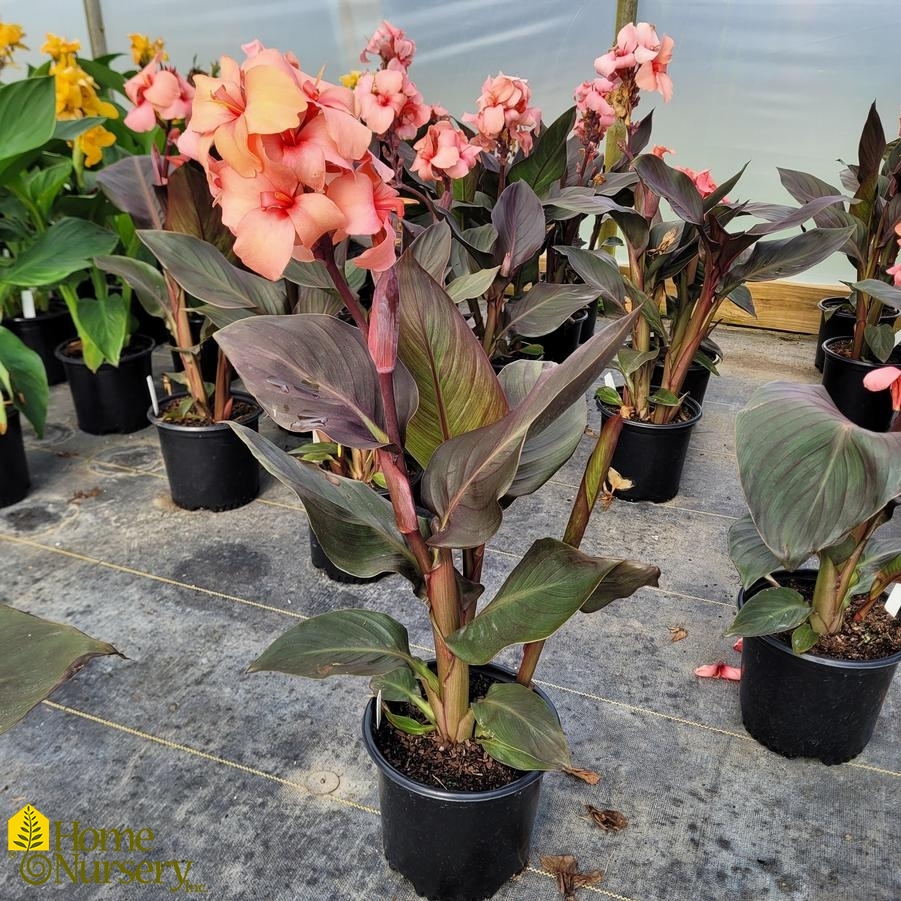 Canna Cannova® Casa Bronze Peach