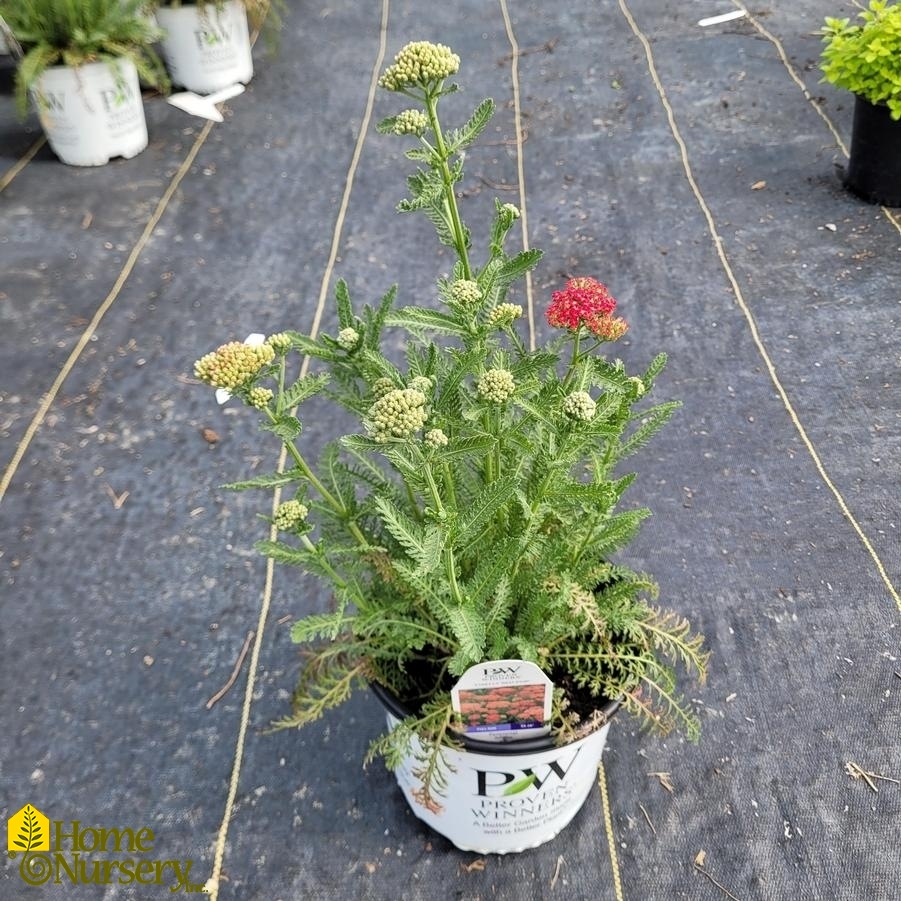 Achillea x 'Firefly Red Pop'