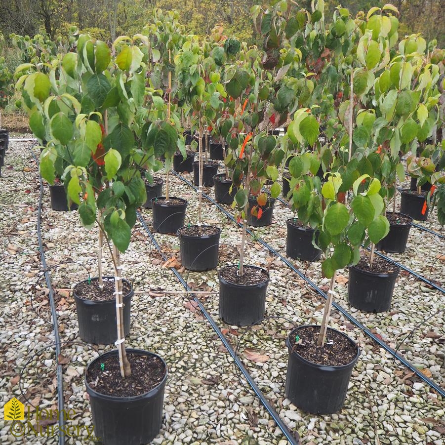 Cornus florida 'Cherokee Princess'