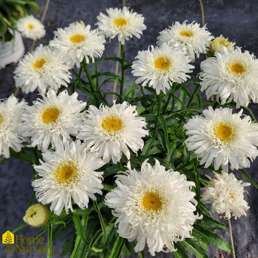 Leucanthemum superbum Amazing Daisies® 'Marshmallow'