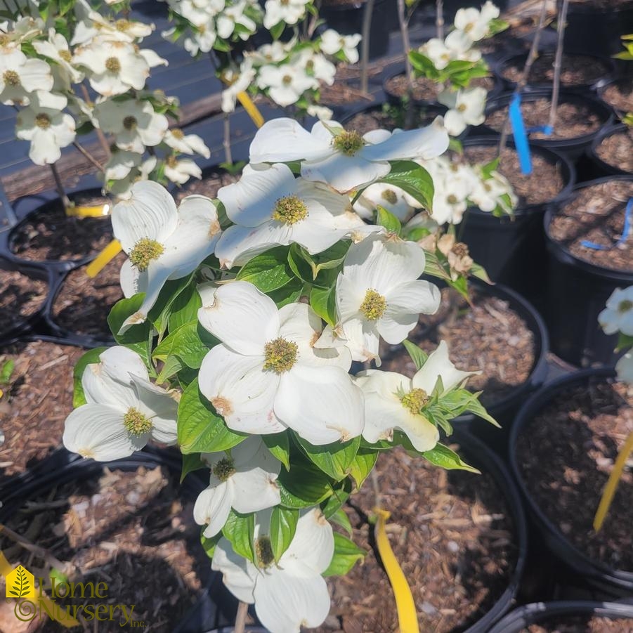 Cornus florida 'Cloud 9'