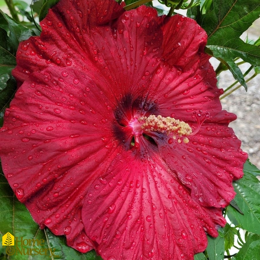 Hibiscus x Summerific® 'Garnet Globes'