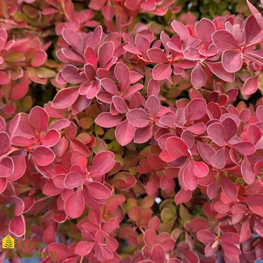 Berberis thunbergii Sunjoy Neo®