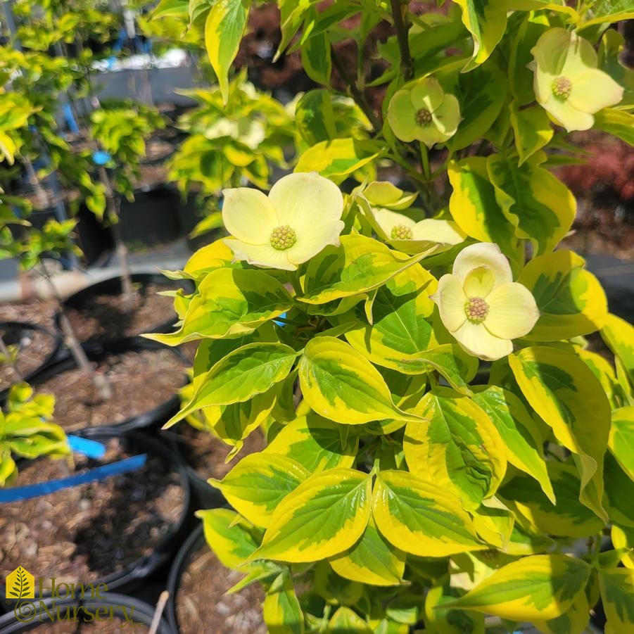 Cornus x kousa 'Celestial Shadow'