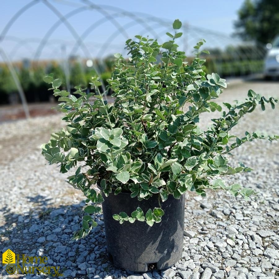 Euonymus fortunei 'Emerald Gaiety'