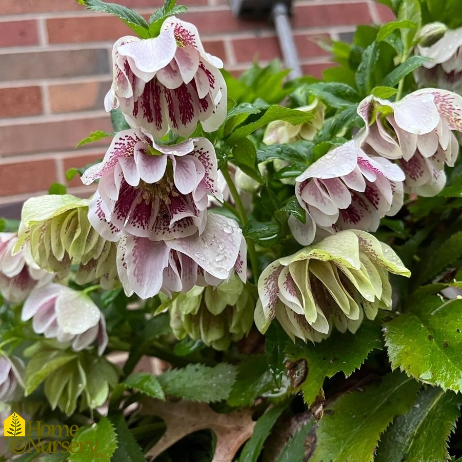 Helleborus x Wedding Party® Confetti Cake