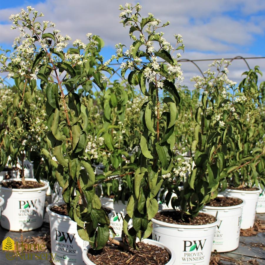 Heptacodium miconioides Temple Of Bloom®