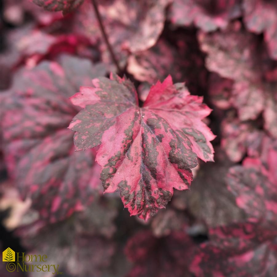 Heuchera x 'Midnight Rose'