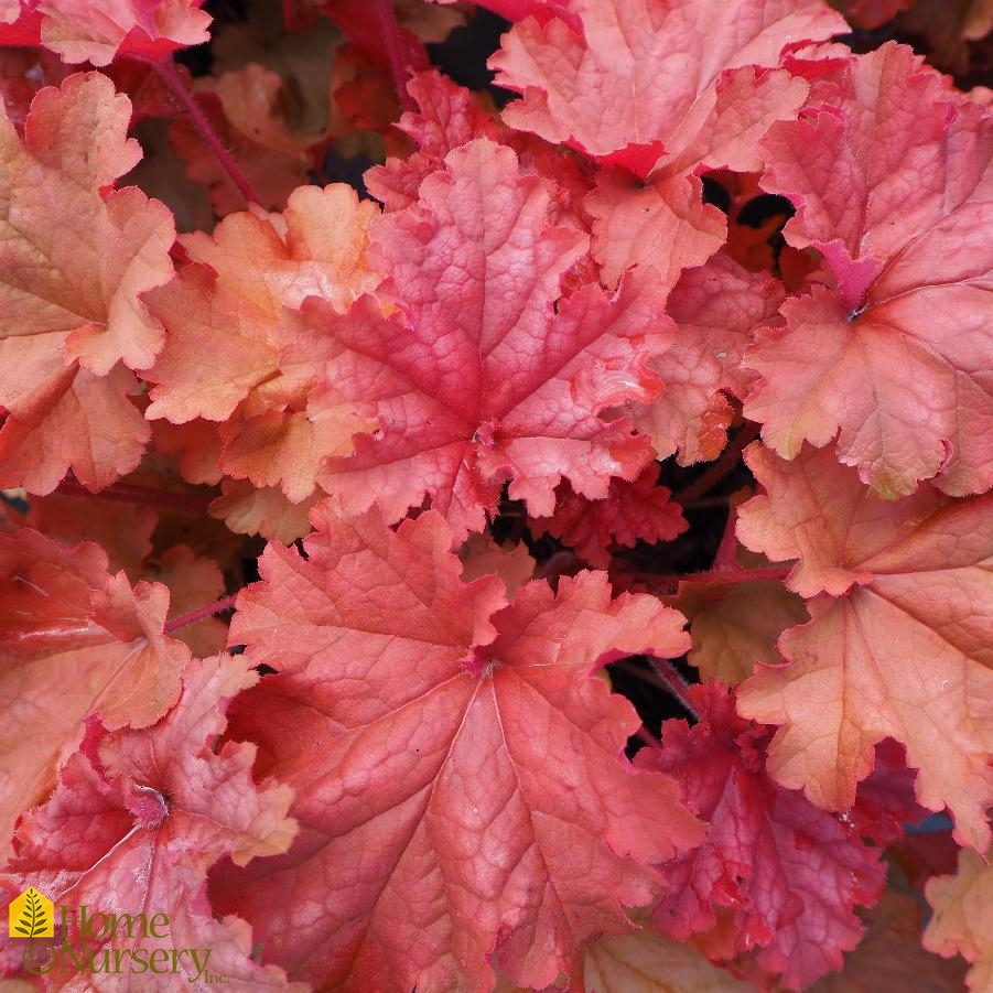 Heuchera x Primo® 'Peachberry Ice'