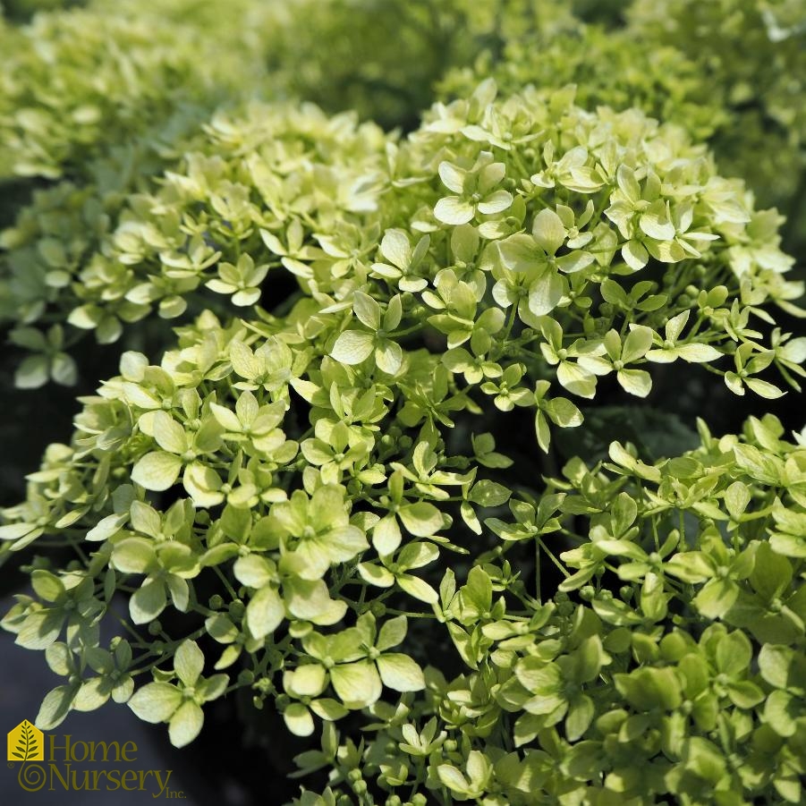 Hydrangea arborescens Invincibelle Limetta® Smooth Hydrangea from Home ...