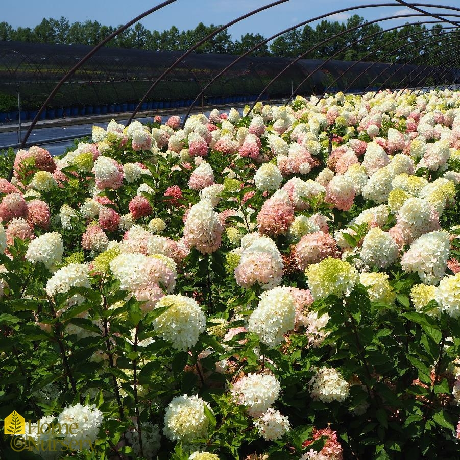 Hydrangea paniculata Zinfin Doll®