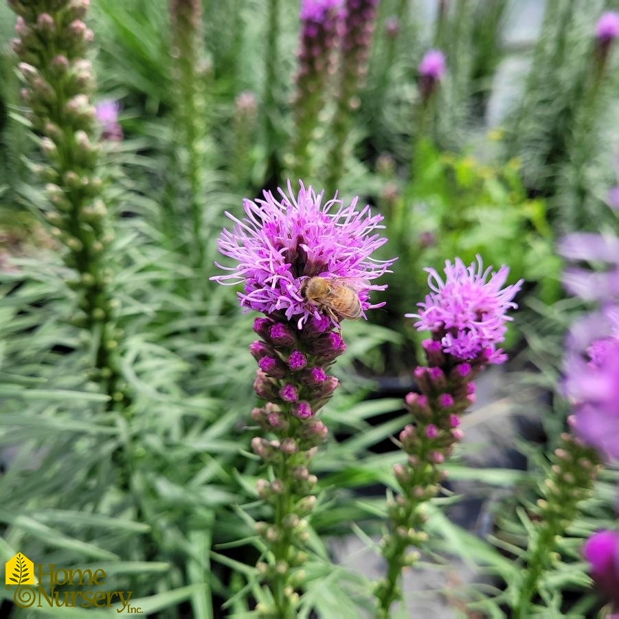 Liatris spicata 'Kobold Original'