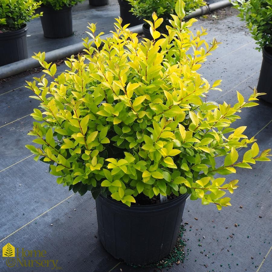 Ligustrum x 'Vicaryi'