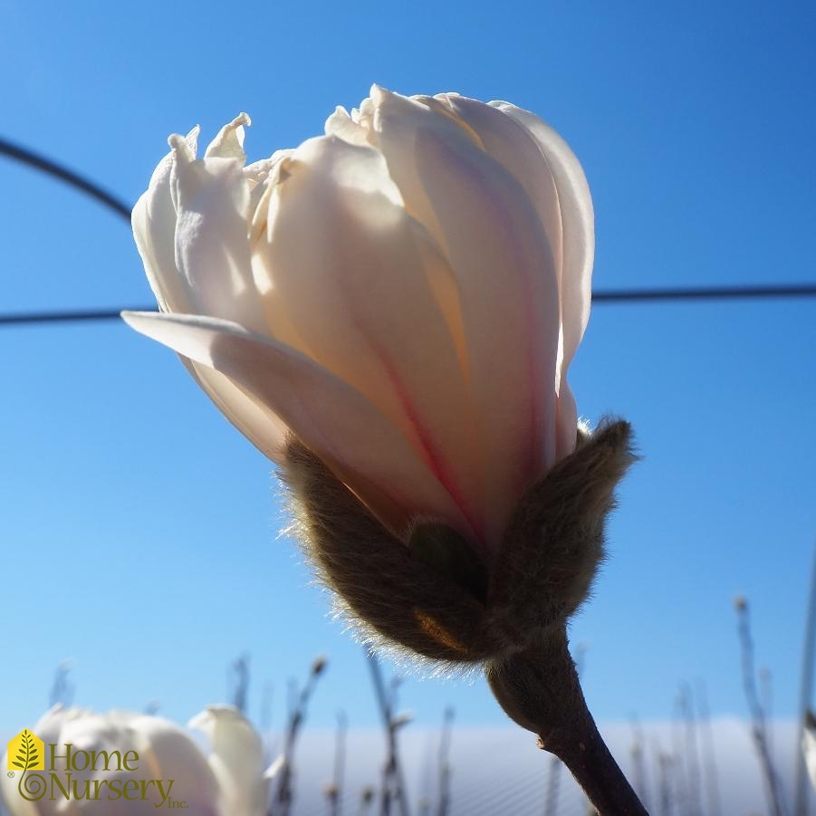 Magnolia stellata 'Royal Star'