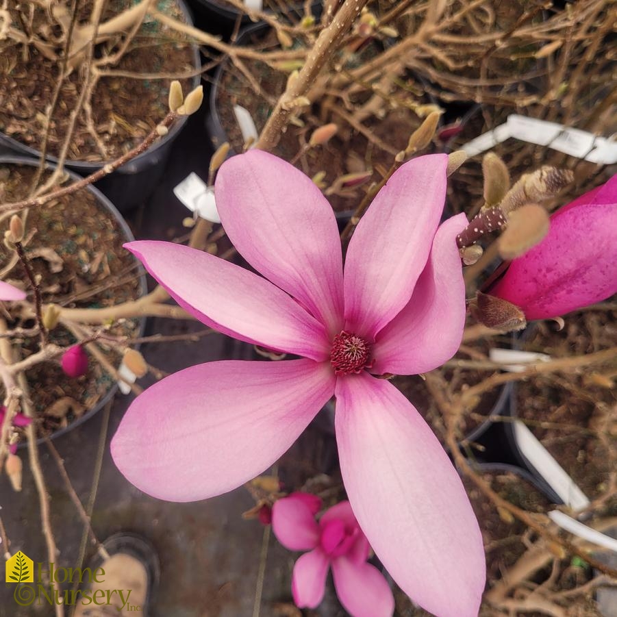 Magnolia x 'Ann'