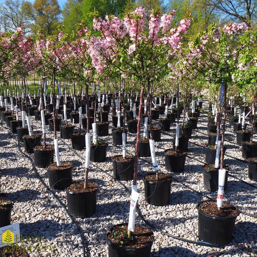 Malus domestica 'Honeycrisp' - Horsford Gardens and Nursery