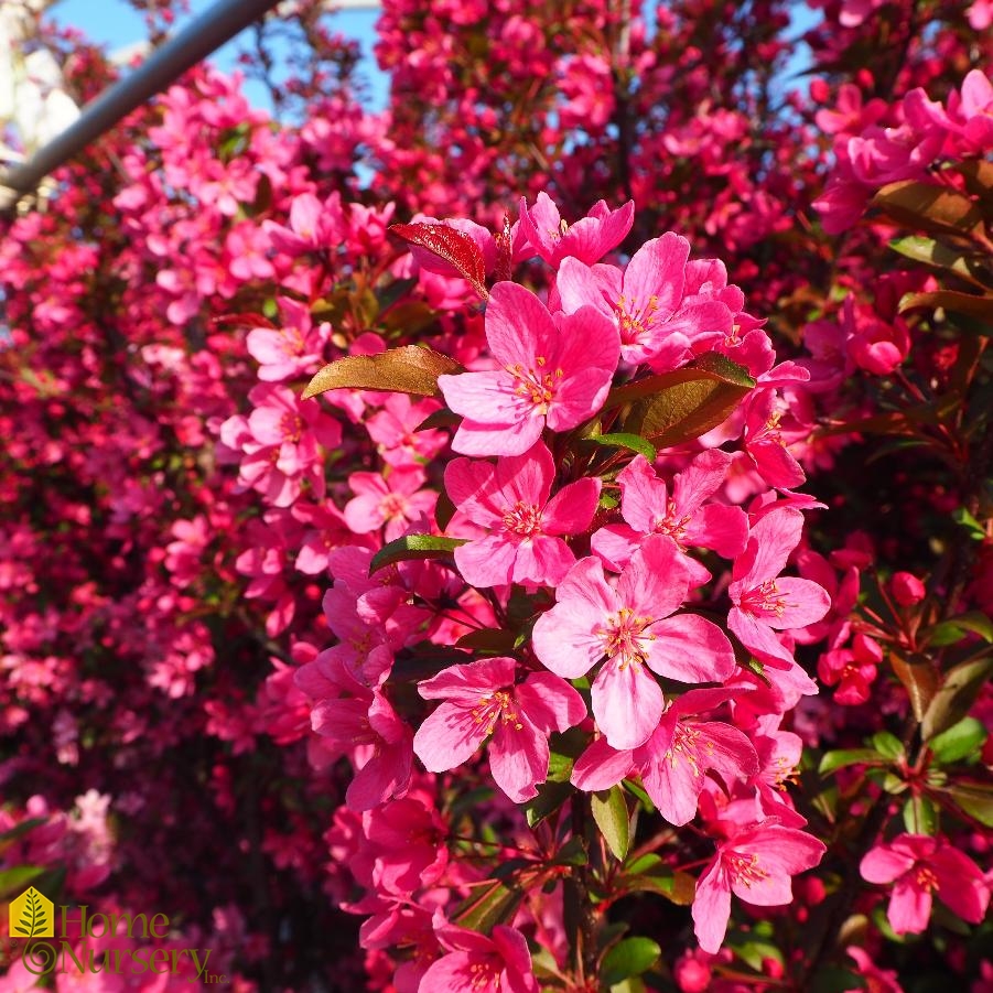 Malus x 'Prairifire'