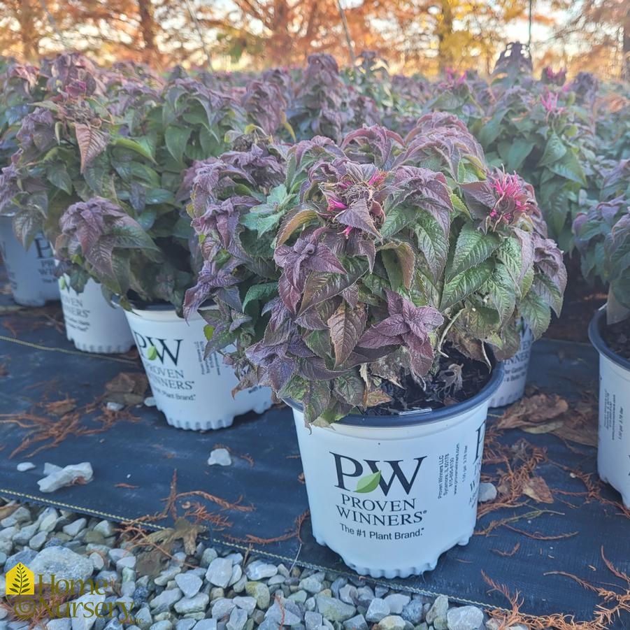 Monarda didyma 'Pardon My Cerise'