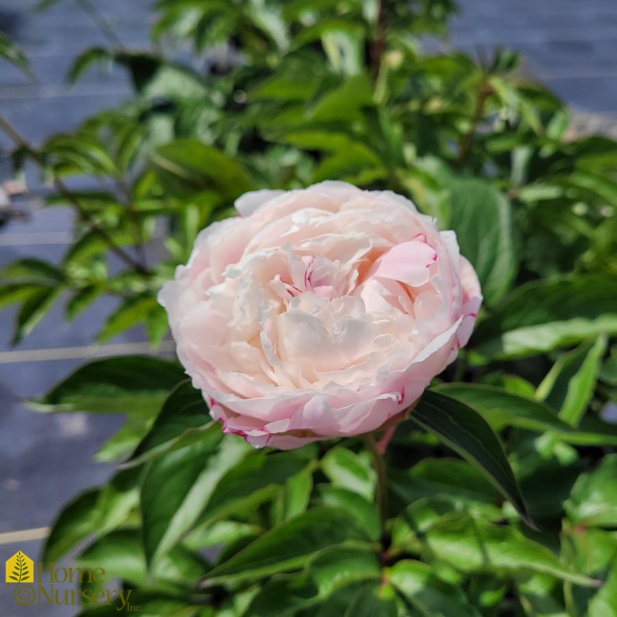 Paeonia lactiflora 'Shirley Temple'