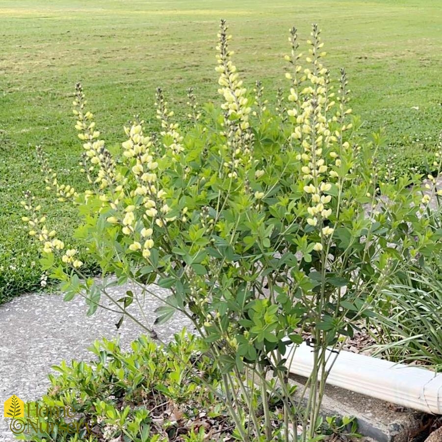 Baptisia x Decadence® 'Lemon Meringue'