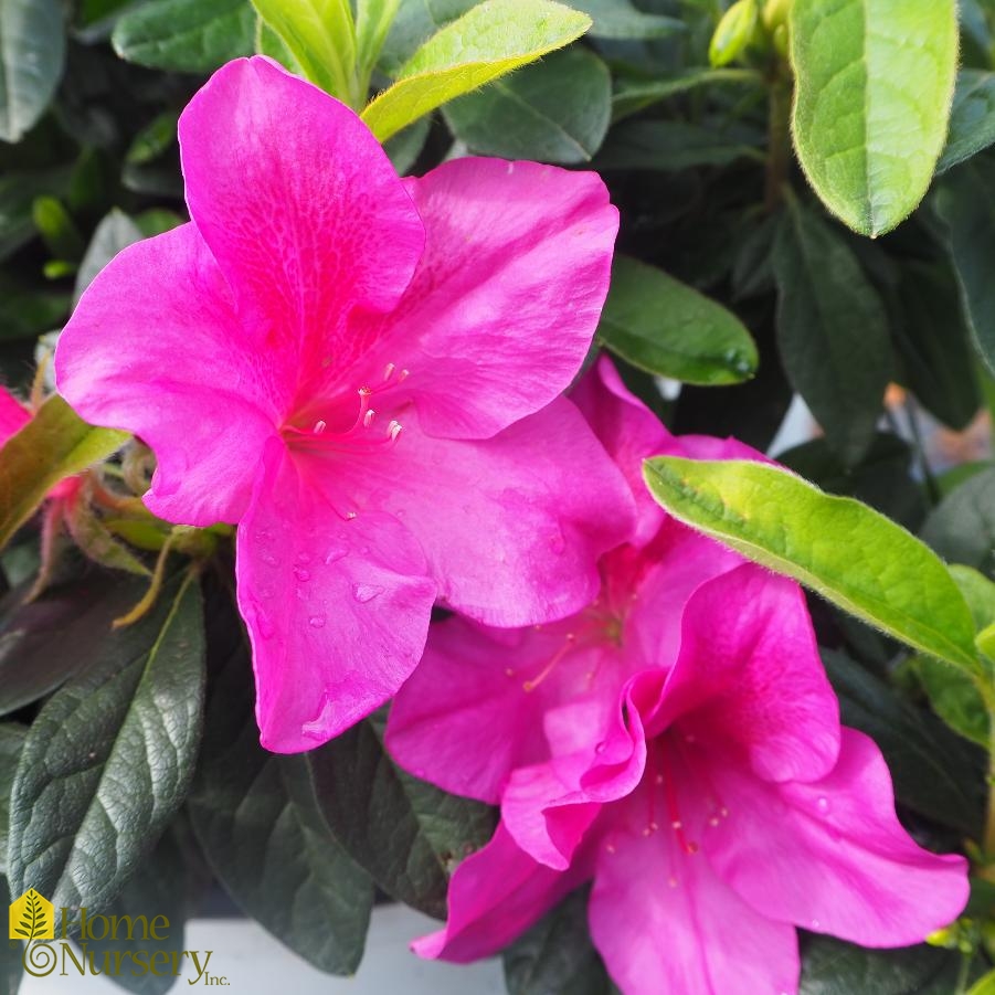Rhododendron x Bloom-A-Thon® Lavender Azalea from Home Nursery