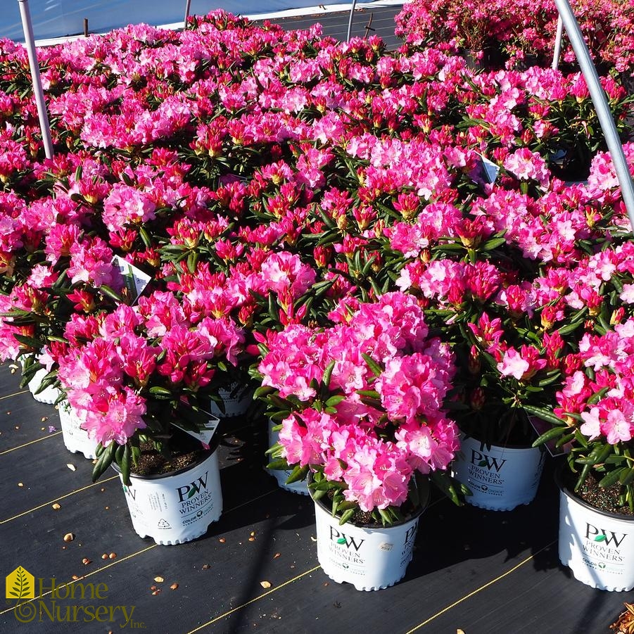 Rhododendron x Dandy Man® Pink