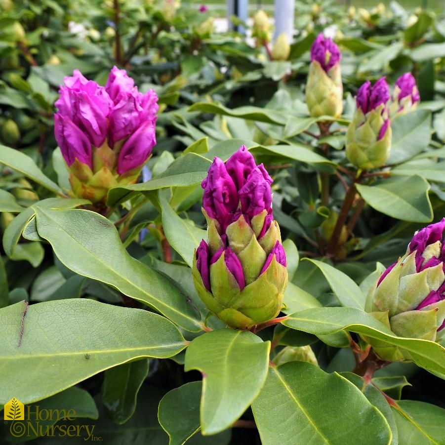 Rhododendron x Dandy Man® Purple