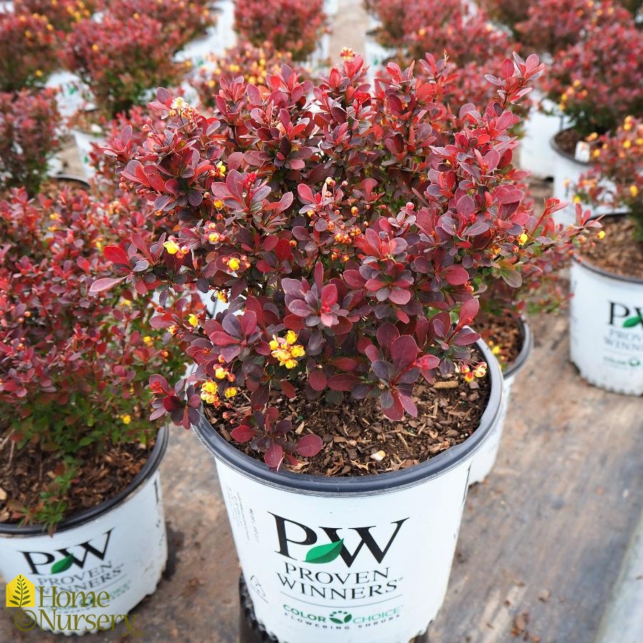 Berberis x Sunjoy Todo™