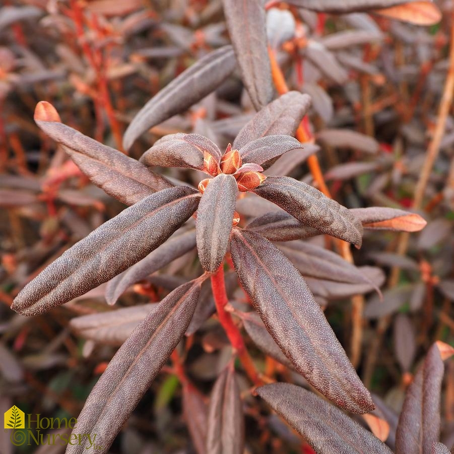 Rhododendron x 'P.J.M. Landmark'