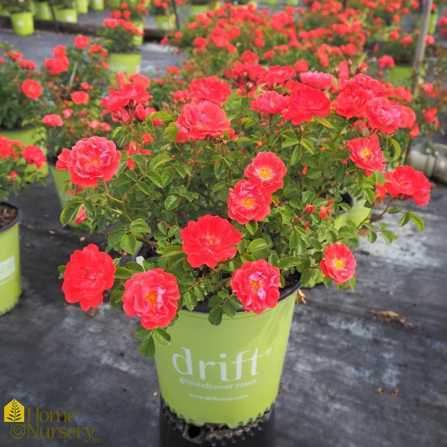 Rosa x Coral Drift®