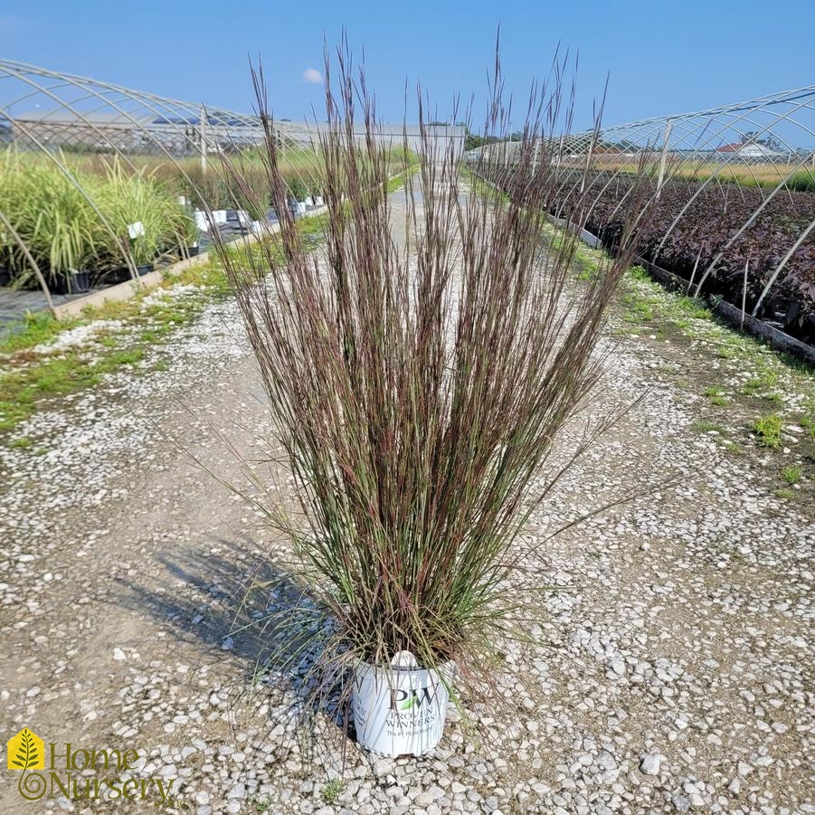 Schizachyrium scoparium Prairie Winds® 'Blue Paradise'