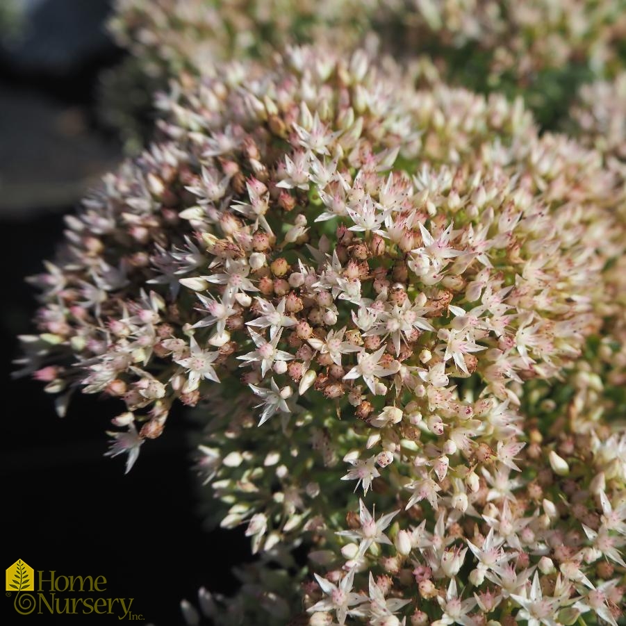 Sedum x Rock 'n Grow® Bundle of Joy