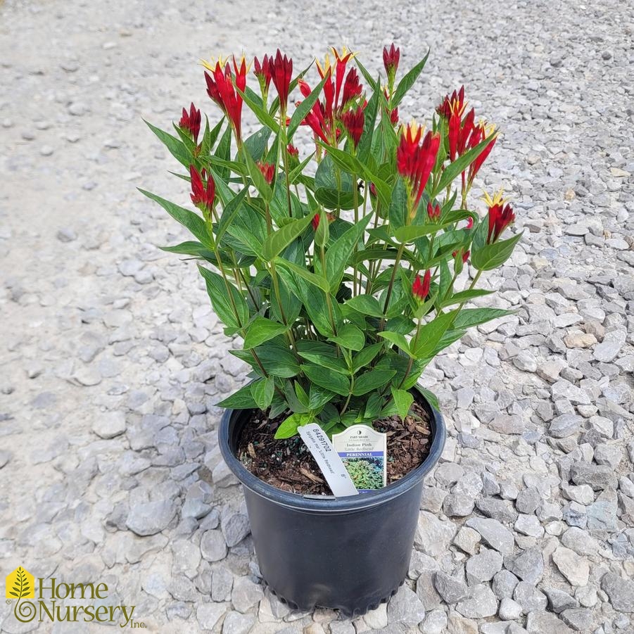 Spigelia marilandica 'Little Redhead'