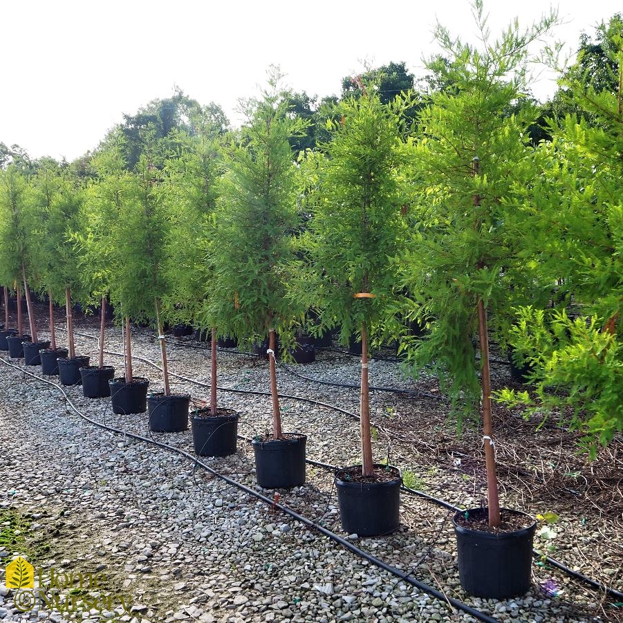 Taxodium distichum var. distichum 