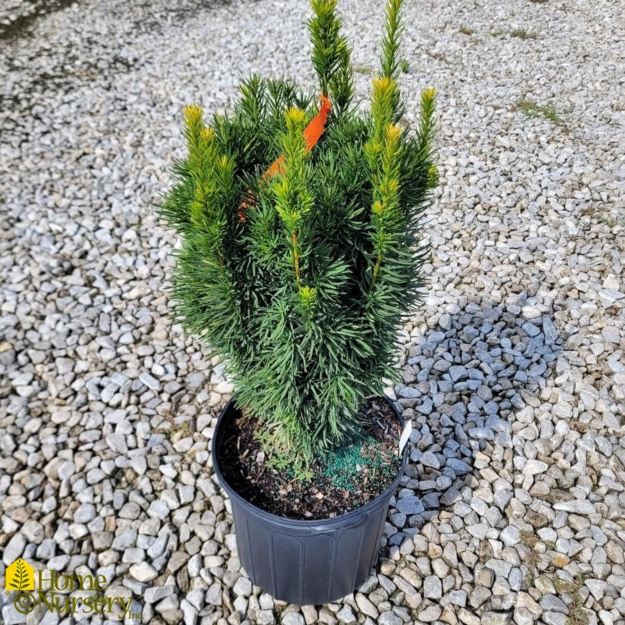 Taxus x media 'Citation' Yew from Home Nursery