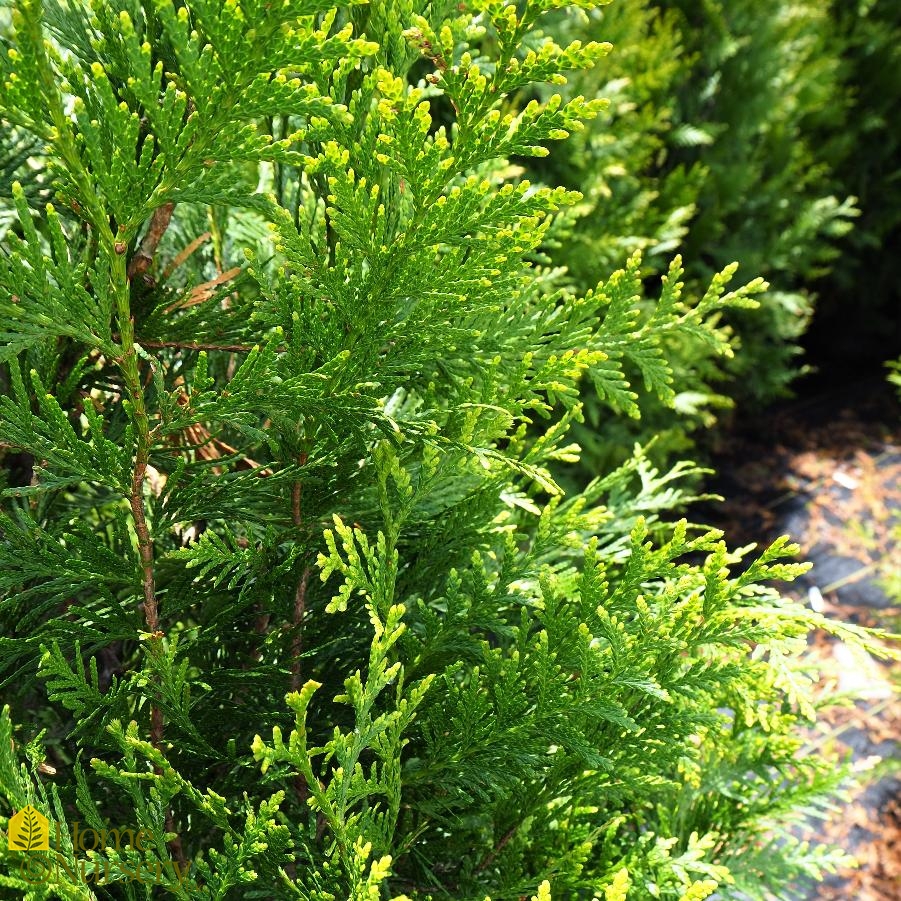 Thuja x 'Green Giant'