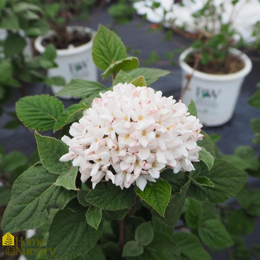 Viburnum carlesii Spice Girl®