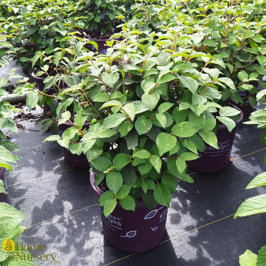 Viburnum plicatum Opening Day™