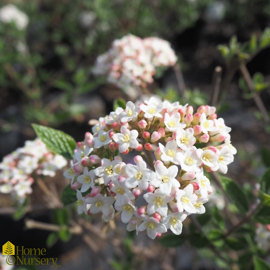 Viburnum x burkwoodii 