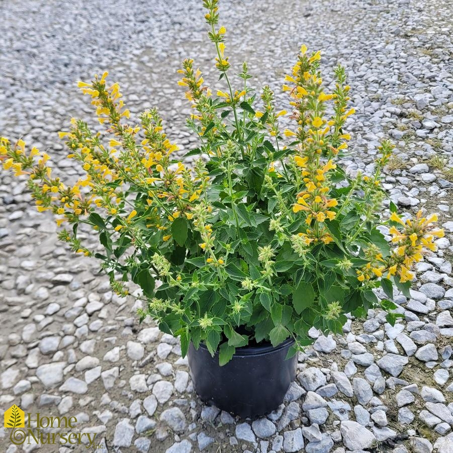 Agastache x Kudos™ Yellow