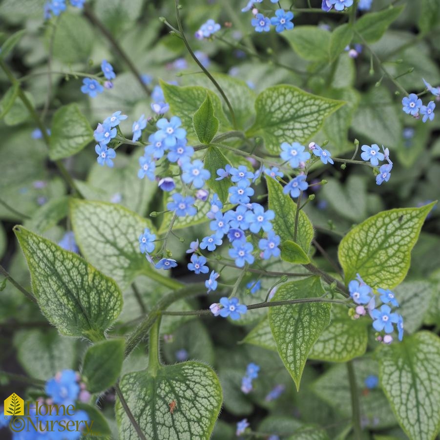 Brunnera macrophylla 'Queen of Hearts'