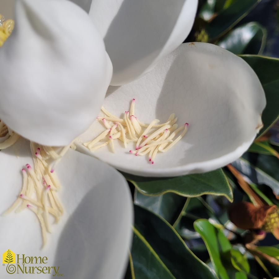 Magnolia grandiflora 'Bracken's Brown Beauty'